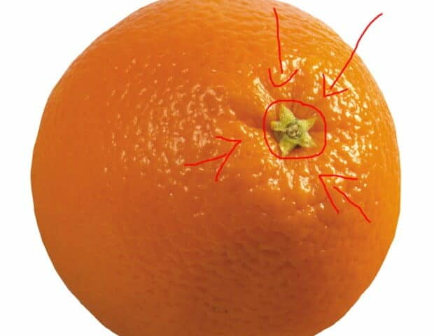 Как узнать сколько долек в апельсине?