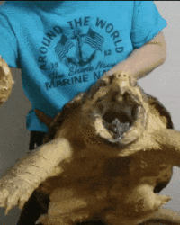 Забавные анимашки 41