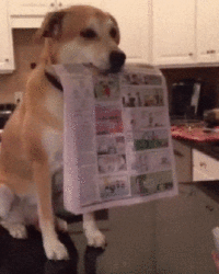 Забавные анимашки 42